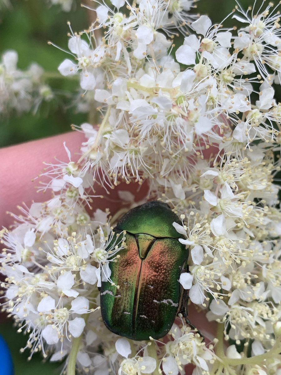 fevziyehasan's tweet photo. The Cetonia beetle graces white flowers,
Basking in the sun's warm hours.
Iridescent glimmers catch the light,
A dance of colors, pure delight.
#entomology #Evolutionsmuseet https://t.co/nlhWl0NFrm