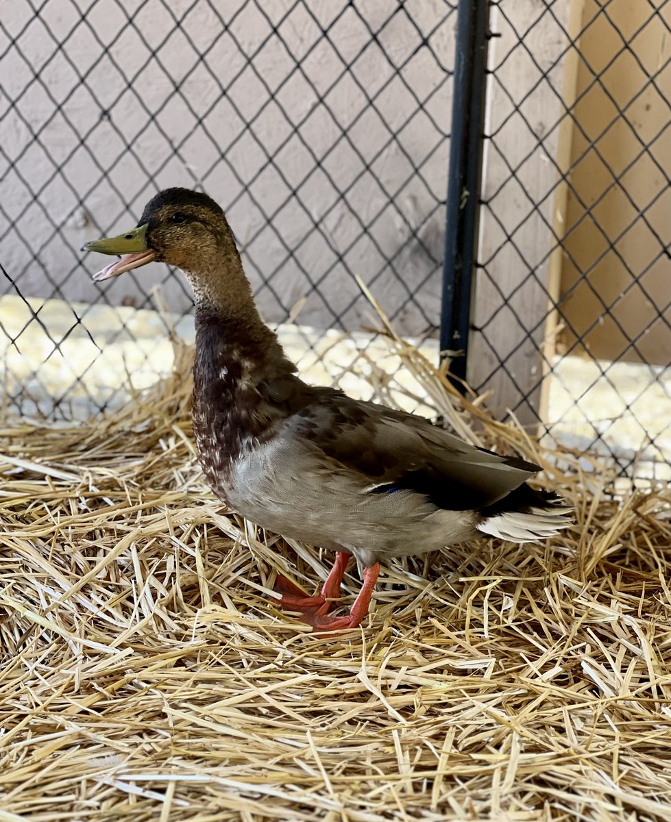 TheMirageLV's tweet photo. We could not be more grateful to Gilcrease Nature Sanctuary who has graciously stepped up to accept George the duck. 

Donations be made to Gilcrease Nature Sanctuary to assist with his ongoing care. 

https://t.co/CSa6hekGal https://t.co/9X7sNYFPtP