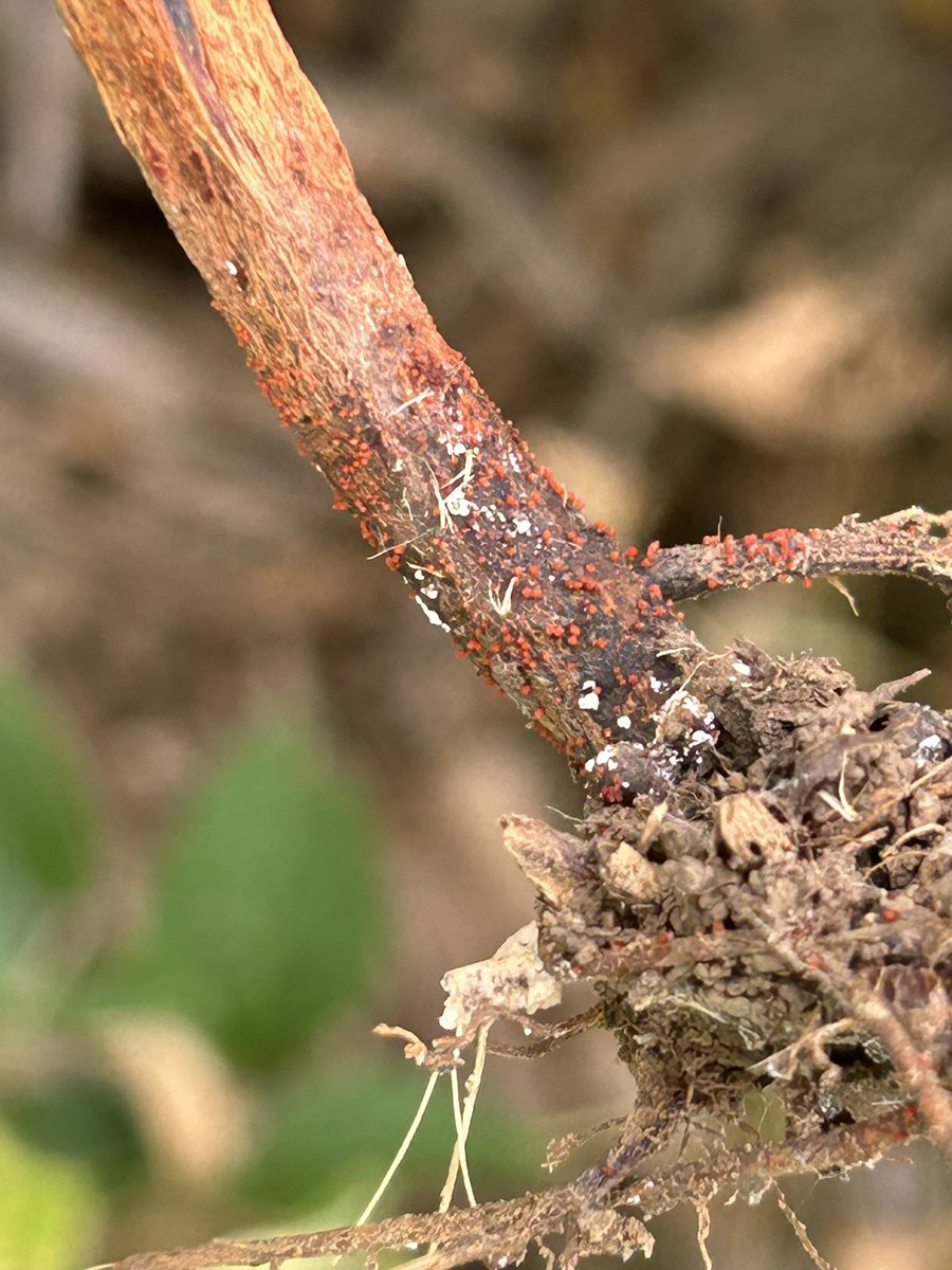 Walked my first soybean field with red crown rot in NE MO. Above ground symptoms look like SDS, but lower stems have a dark red coloration and on several roots there are red spherical perithecia. Looks like 5-10% of the field affected but I am seeing a few plants start to die.