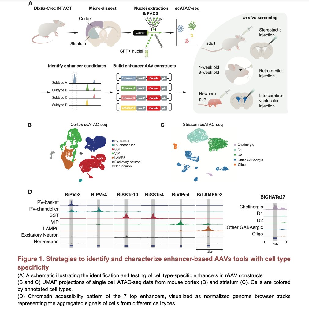 An enhancer-AAV toolbox to target and manipulate
distinct interneuron subtypes
