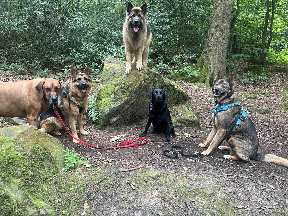 ForRover's tweet image. Hello! Sorry for the lack of postings lately. Just been focusing on the pooches, walks and enjoying the brief moments of summer. But here are some pictures of today’s groups. Also an introduction to Loki the husky, who was a bit tired today!