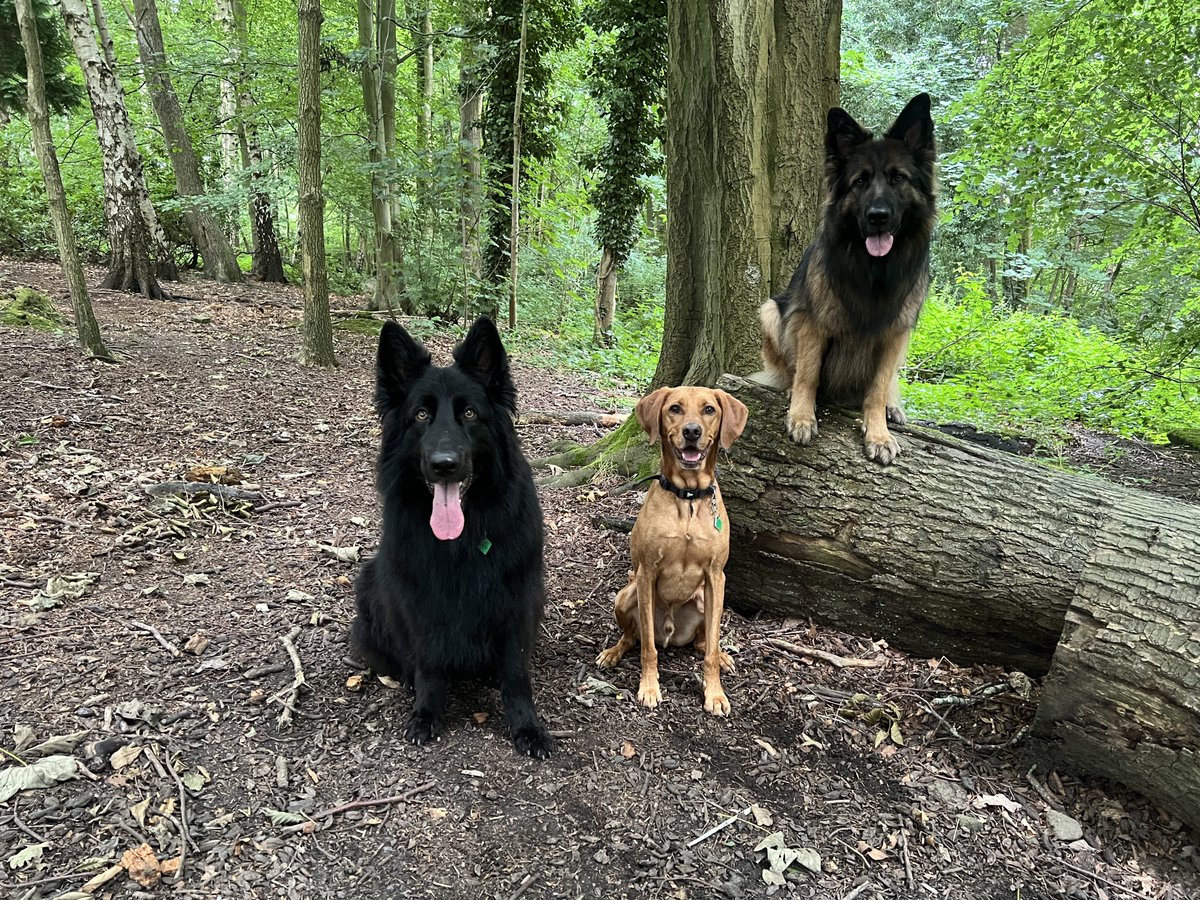 ForRover's tweet image. Hello! Sorry for the lack of postings lately. Just been focusing on the pooches, walks and enjoying the brief moments of summer. But here are some pictures of today’s groups. Also an introduction to Loki the husky, who was a bit tired today!
