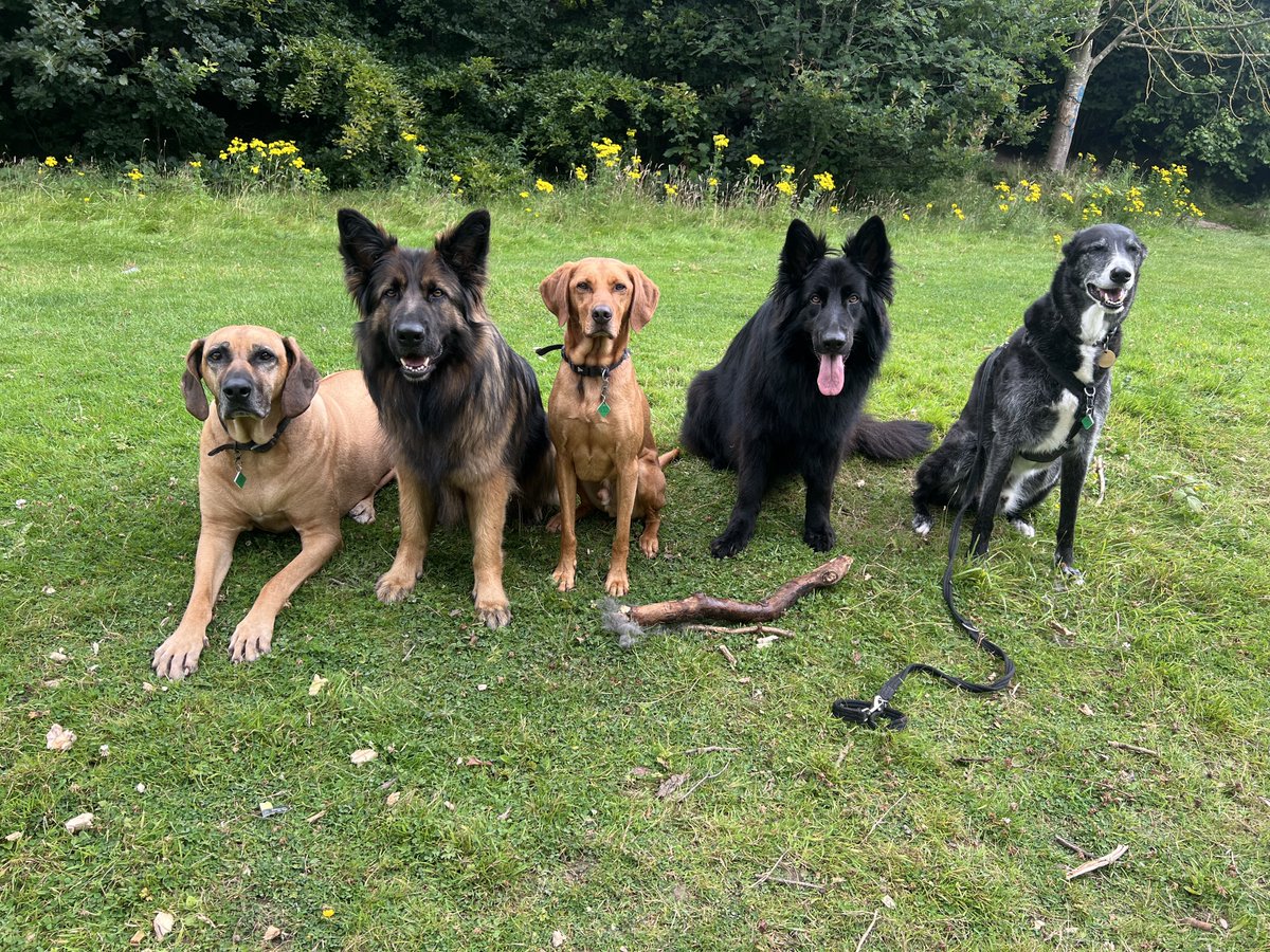 ForRover's tweet image. Hello! Sorry for the lack of postings lately. Just been focusing on the pooches, walks and enjoying the brief moments of summer. But here are some pictures of today’s groups. Also an introduction to Loki the husky, who was a bit tired today!