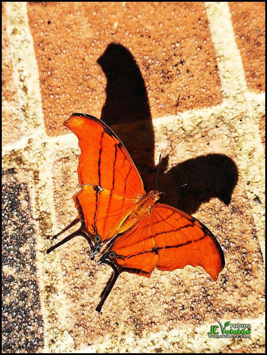 JcVolotao's tweet photo. ⭐
.
☆ FOTO: A beleza das Borboletas
☆ FOTO COPYRIGHT: JC Volotão - All Rights Reserved
☆ LOCAL: Belo Horizonte
☆ DATA: 2024
.
Adquira essa foto em papel especial e numerada para decoração, galerias, museus ou colecionadores.
.
.
.
.
.
.
.
.
#borboletas #borboleta #rio #BH https://t.co/CVLcrBS5JR