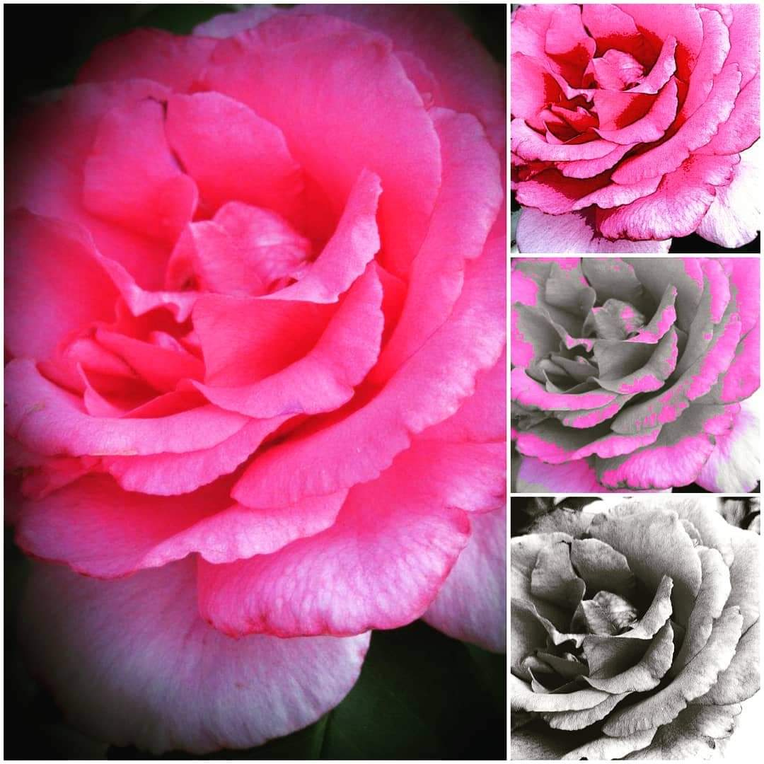 FloralBoom's tweet photo. Since the beginning of time people have being passionate about #roses, are you?#gardening #PhotosWithoutLimits https://t.co/48wIZoVjAo