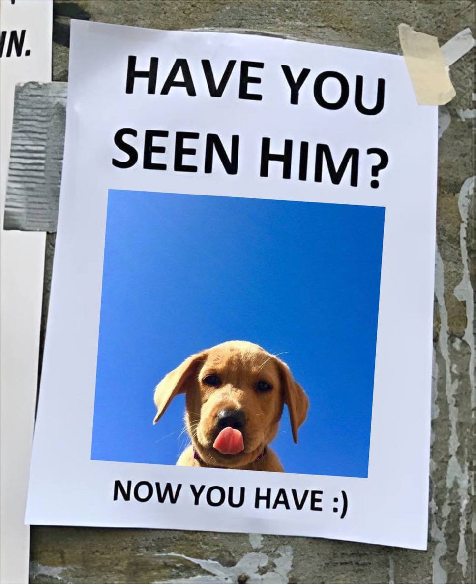Wagmi Dog tweet media