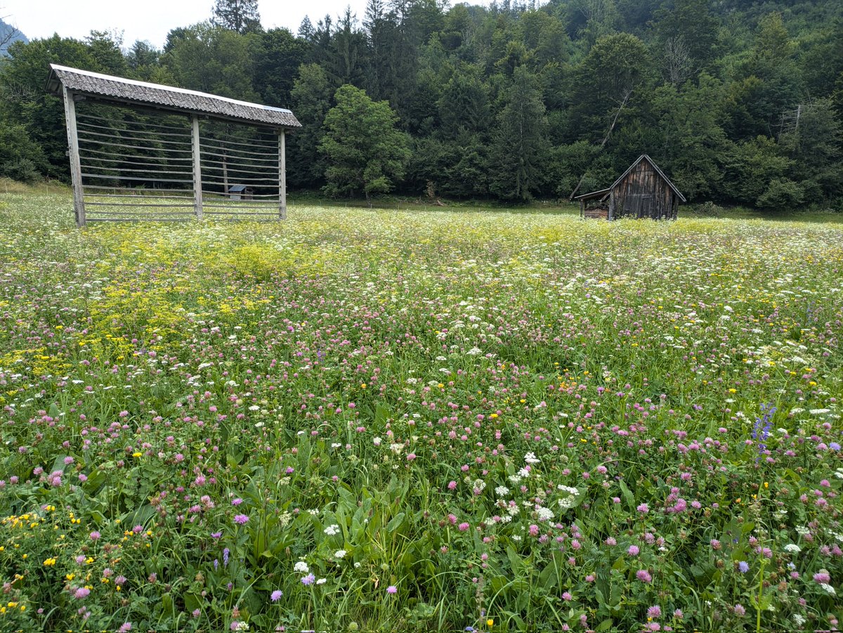 campervanfamfun's tweet photo. We are in Slovenia. And it is stunning! Today we cycled to the lake through flower filled meadows, boat trip on #lakeBohinj and walk up to #SlapSavica.
#ReadTourExplore #inspiringadventures #caravanandmotorhomeclub #literarytravels @candmclub
@AlanRogers @Media_CAMC https://t.co/XAqyh973kW