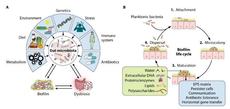 What role do intestinal biofilms play in disease? This #ClinMicroRev article delves into the latest knowledge on biofilms and their role in gut disorders, providing directions toward development of biofilm-specific treatments. Read the review: asm.social/1YN