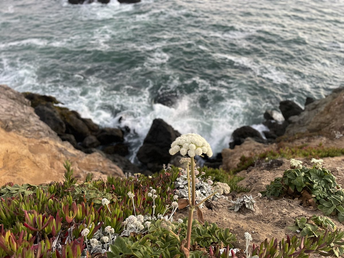 kelandren3's tweet image. I need more of this in my life...
#BodegaBay