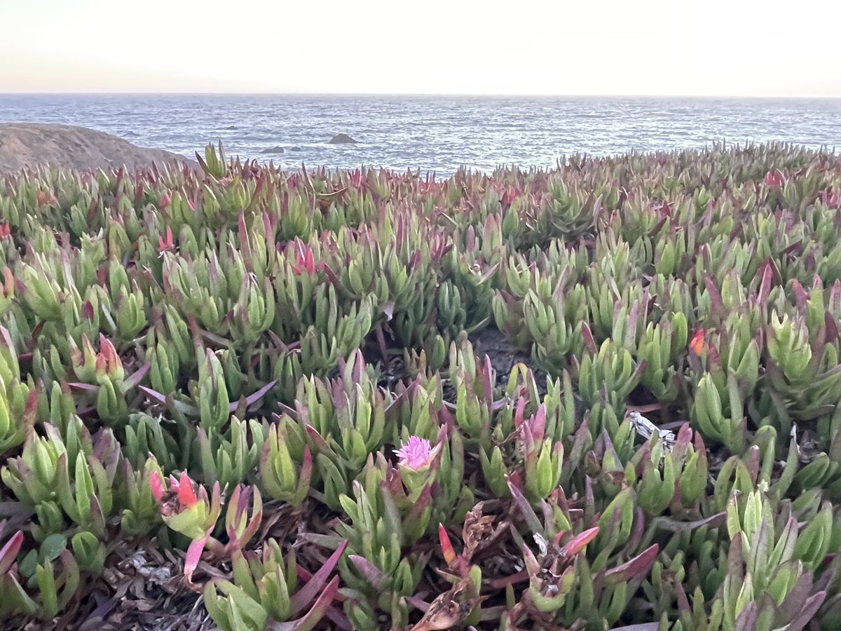 kelandren3's tweet image. I need more of this in my life...
#BodegaBay