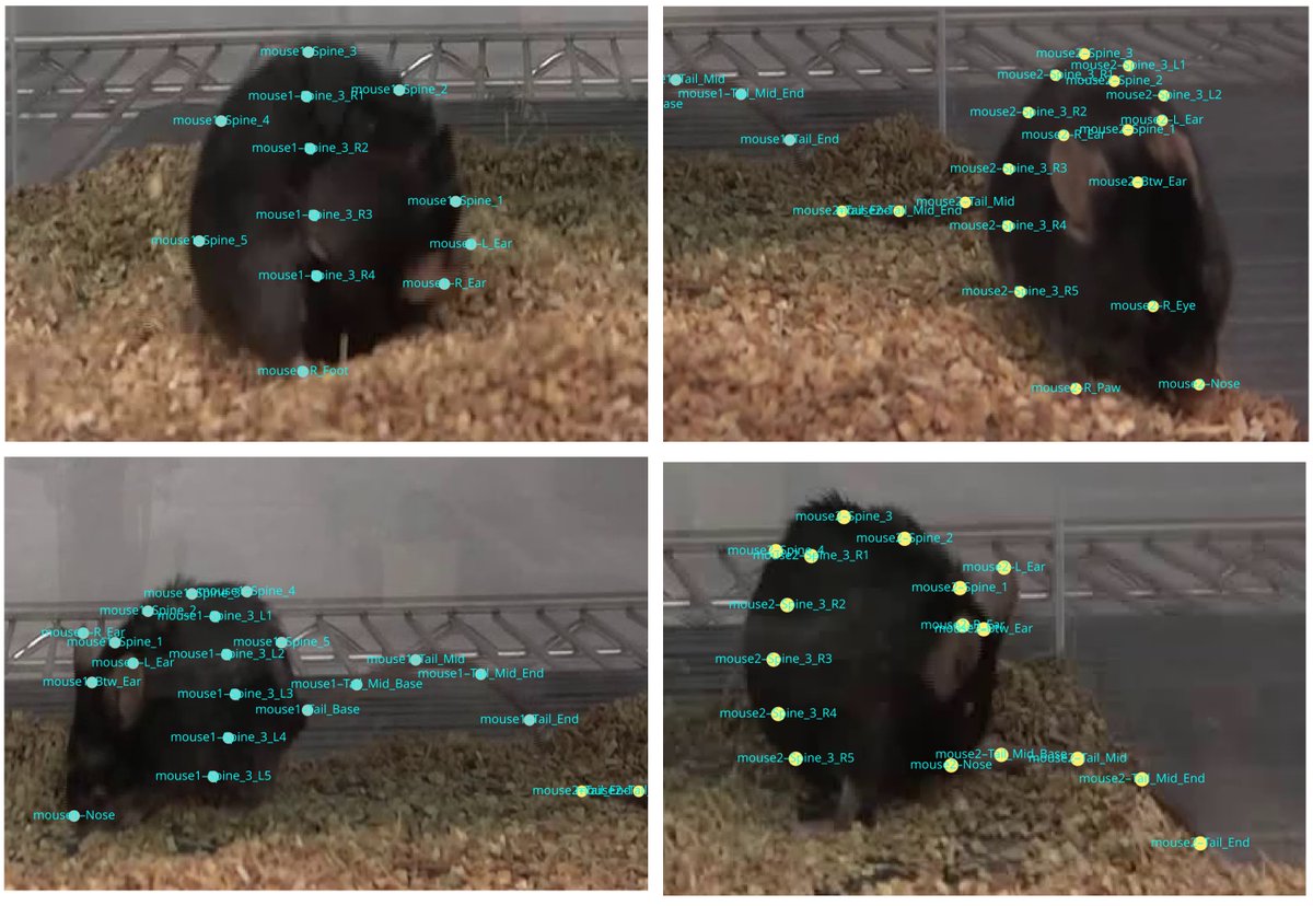 vsccvscc's tweet image. Difficult to label our low-resolution videos of gonadal-independent rodent sexual behaviour. We augmented labelled high-resolution frames so the DeepLabCut model works on out-of-domain low-resolution videos. Then trained SimBA classifiers for rodent sexual behaviours.