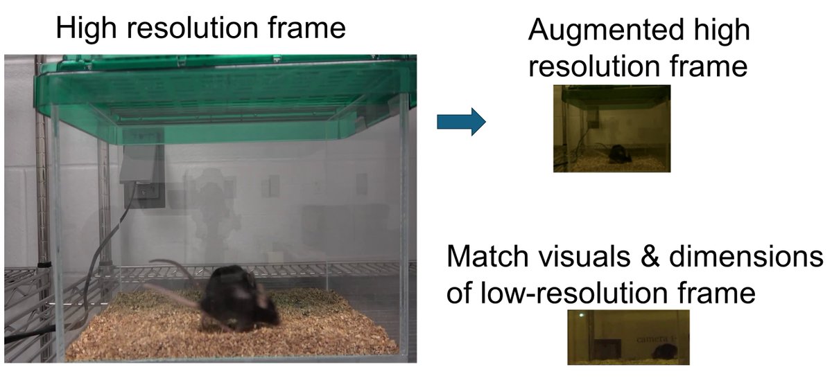vsccvscc's tweet image. Difficult to label our low-resolution videos of gonadal-independent rodent sexual behaviour. We augmented labelled high-resolution frames so the DeepLabCut model works on out-of-domain low-resolution videos. Then trained SimBA classifiers for rodent sexual behaviours.