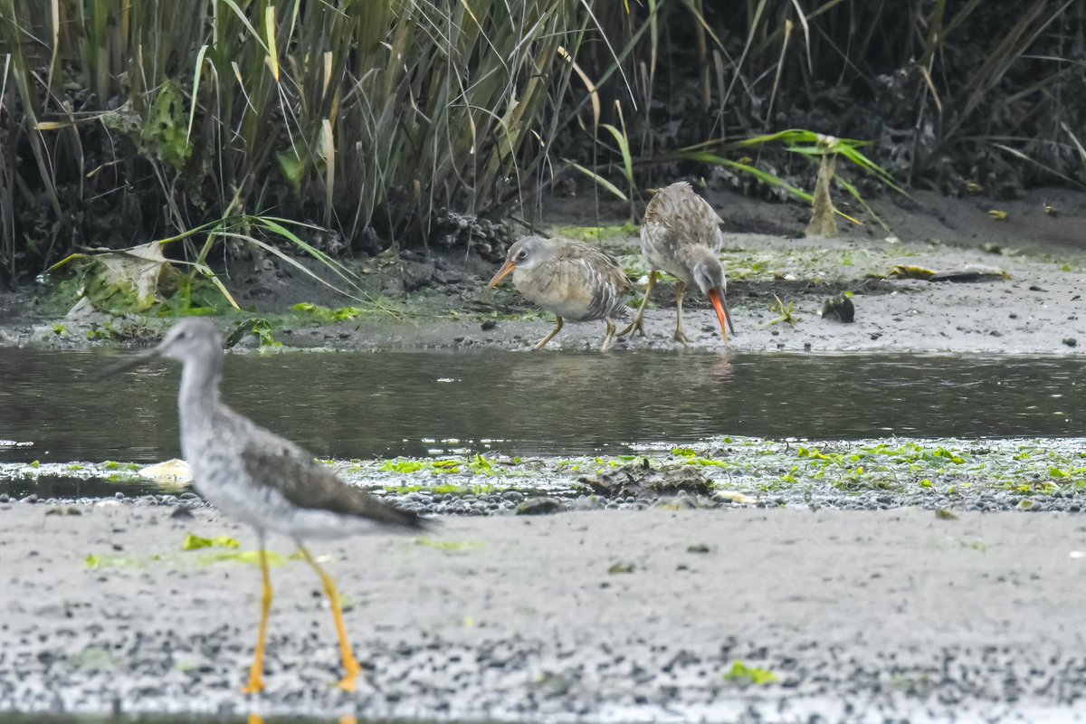 gigi_nyc's tweet photo. Clapper rail photobomb
Plumb Beach, Kings County
#clapperrail #birdwatching https://t.co/ajZJvBIAoY