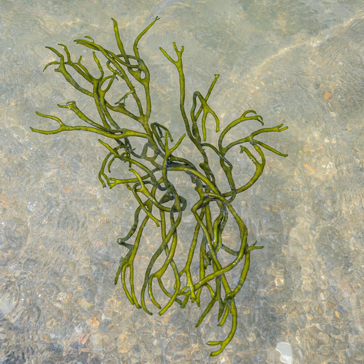 NCReserve's tweet photo. Mystery Monday! Do you know the scientific name of this species?

🌿 This green algas unique thick and spongy appearance, with finger-like fronds, earned it the intriguing nickname 'Dead Man's Fingers'. Let us know if you've spotted this curious alga at one of our reserves! 🤔 https://t.co/nYAdAwsaqS