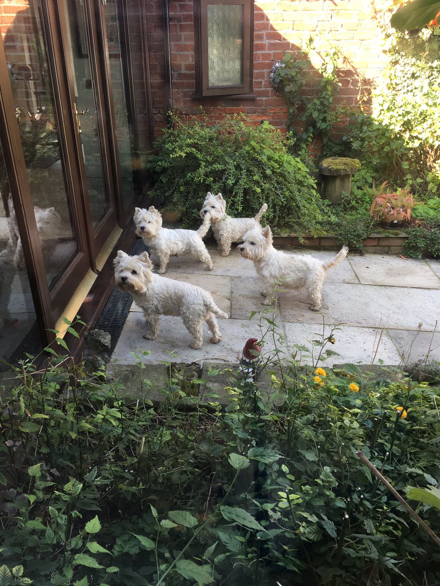 mlplanthire's tweet photo. @jk_rowling No posing when dinners ready. https://t.co/3SwqSzyls6