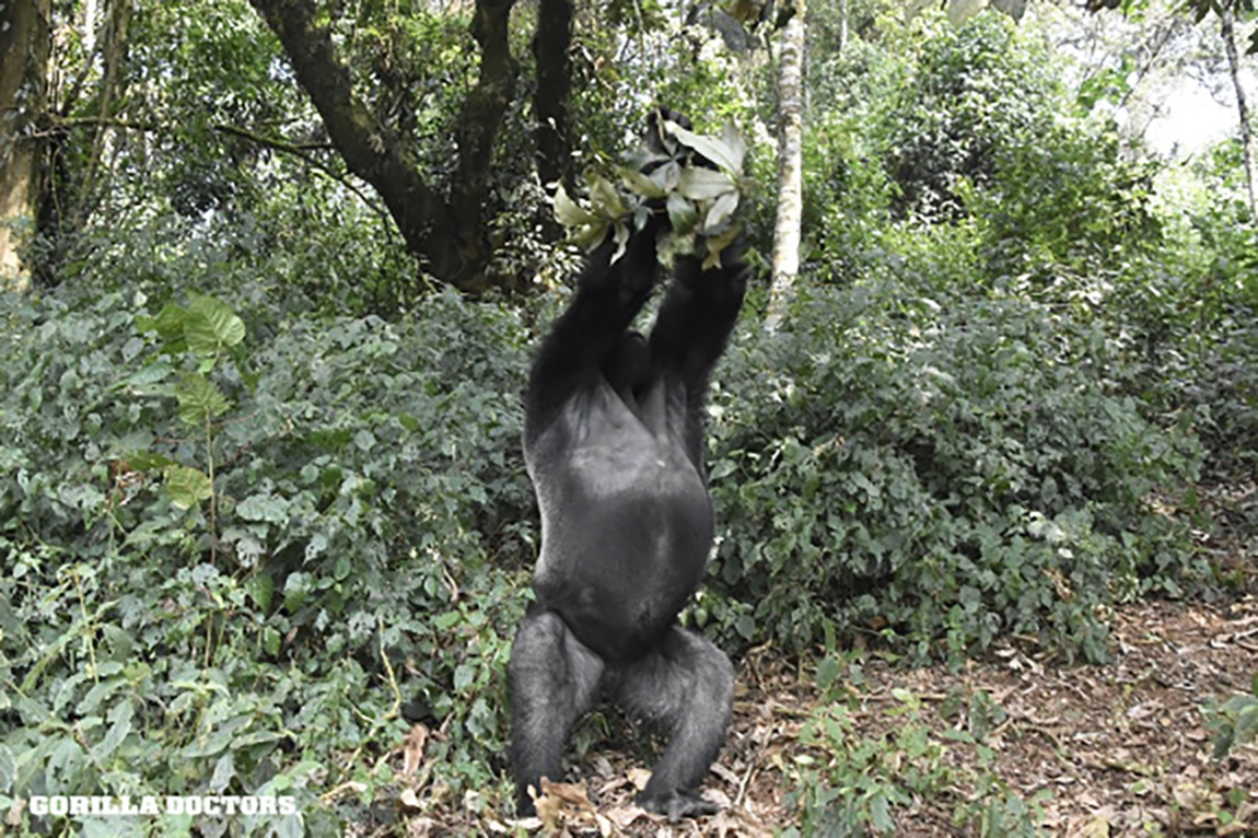Gorilla Doctors tweet media