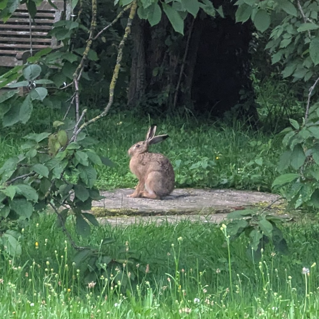 Hase!