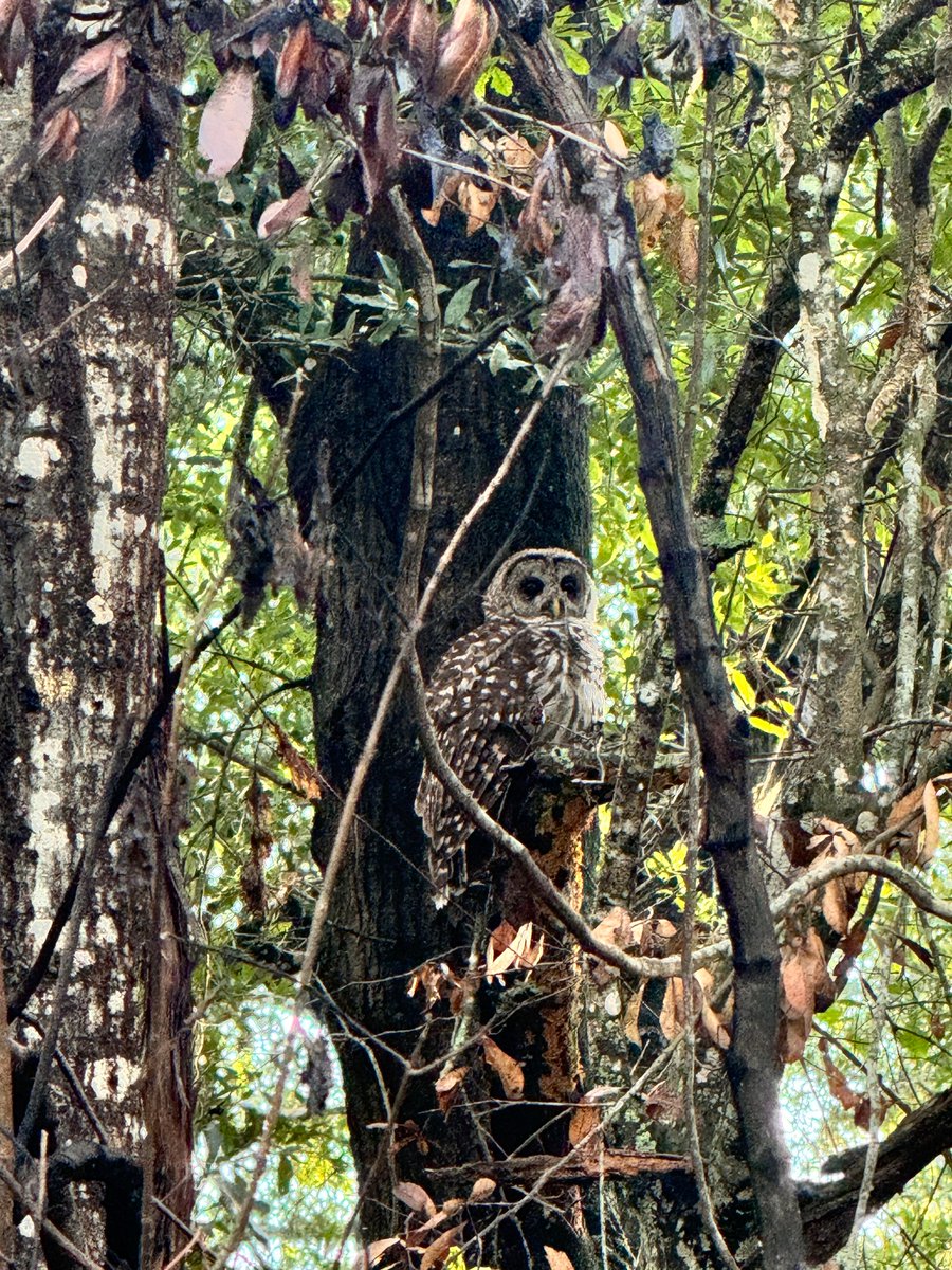 terradagente's tweet photo. #bomdia 🦉 A coruja-barrada (Strix varia) é considerada uma predadora oportunista das florestas e, geralmente, se alimenta de pequenos mamíferos.
O lindo registro foi feito pelo Marlon André de Oliveira, na Flórida, Estados Unidos.
#terradagente #natureza #aves #corujas #eua https://t.co/lIFSlA8gKP
