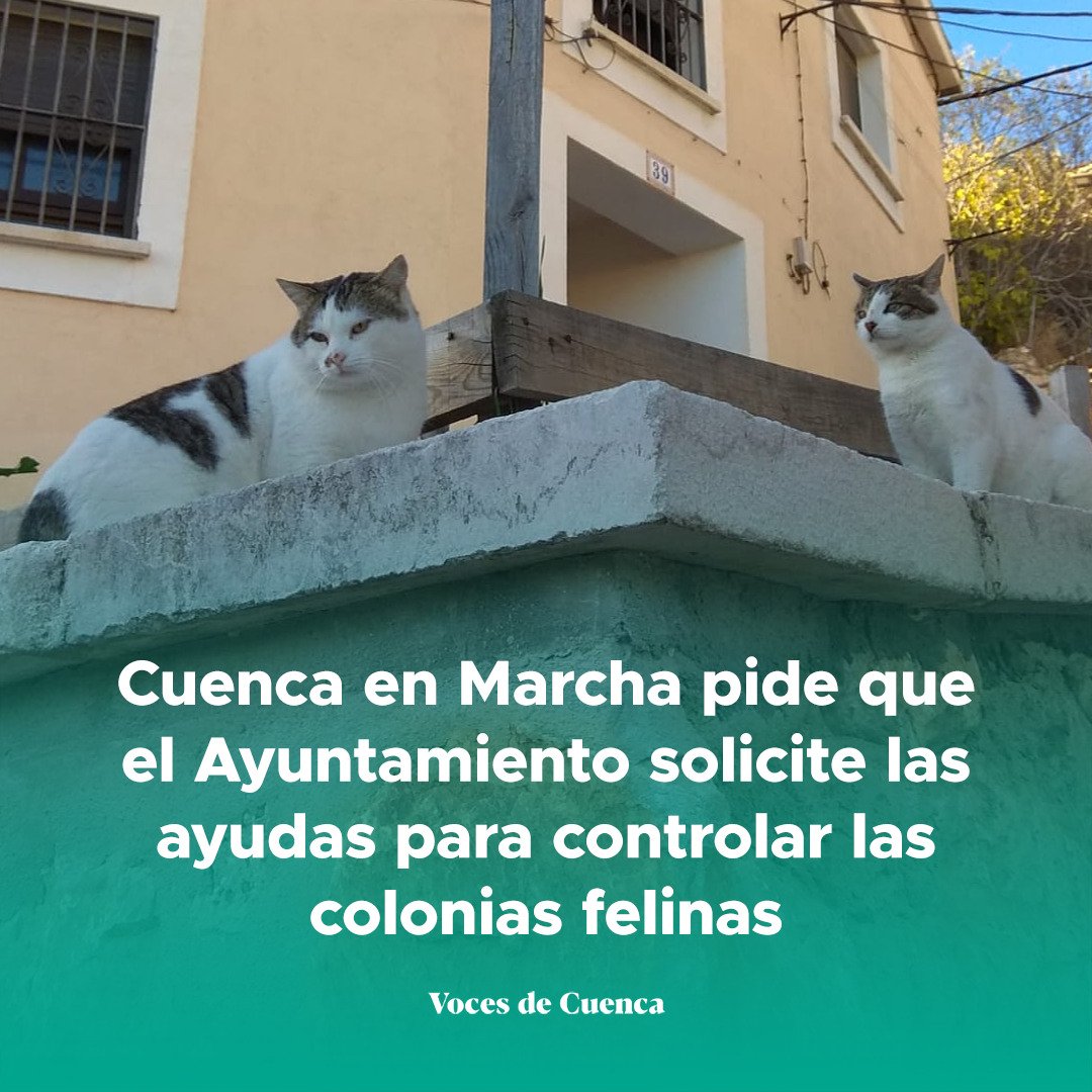 El año pasado el Ayuntamiento de Cuenca no accedió a las ayudas para el control de colonias felinas mediante el método CER porque su proyecto no llegó a la puntuación mínima.

Instamos a que este año, de la mano de las protectoras de animales, se presente un mejor plan. 👇