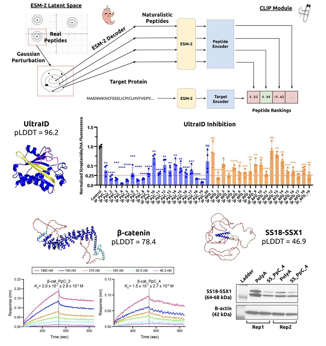pranamanam's tweet photo. An exciting @biorxivpreprint update on our recent PepPrCLIP model!🌶️📎 Hopefully, you all remember PepPrCLIP, where we apply Gaussian perturbations to the peptidic latent space of ESM-2 to de novo generate naturalistic peptides, and then input these new peptide sequences into a CLIP model we trained on peptide-protein interactions, to identify peptides that bind to the target protein. All you need to give it is a protein sequence, and you get prioritized binder sequences. 🌟

In our preprint update, we optimize PepPrCLIP and show that model-generated peptides can target conformationally diverse  proteins, and can thus serve as inhibitory peptides to enzymes (i.e. biotin ligases, like UltraID) as well as degraders to transcription factors (β-catenin) and heavily-disordered fusion oncoproteins (SS18-SSX1)! 🧫 We show extensive binding, inhibition, and degradation data in endogenous cellular settings and are very excited to extend our models to more undruggable targets. 🦾

This is the result of brilliant algorithmic development by my students, @bhat_suhaas and @kalyanmpalepu, and wonderful experimental collaborations from @anideshpandelab, @SoderlingLab, and @DeLisaGroup! Truly a team effort and shows how widely-useful PepPrCLIP is. 🙌

We're still trudging through the submission/revision process, but please read our updated manuscript, and we will soon make the code available open-source to academics with a free non-commercial license! Feel free to DM me if you're interested in trying some of our peptides.🤗

Paper: https://t.co/CCoOyZWaGq
Code will be available here: https://t.co/uQftSZFFqD