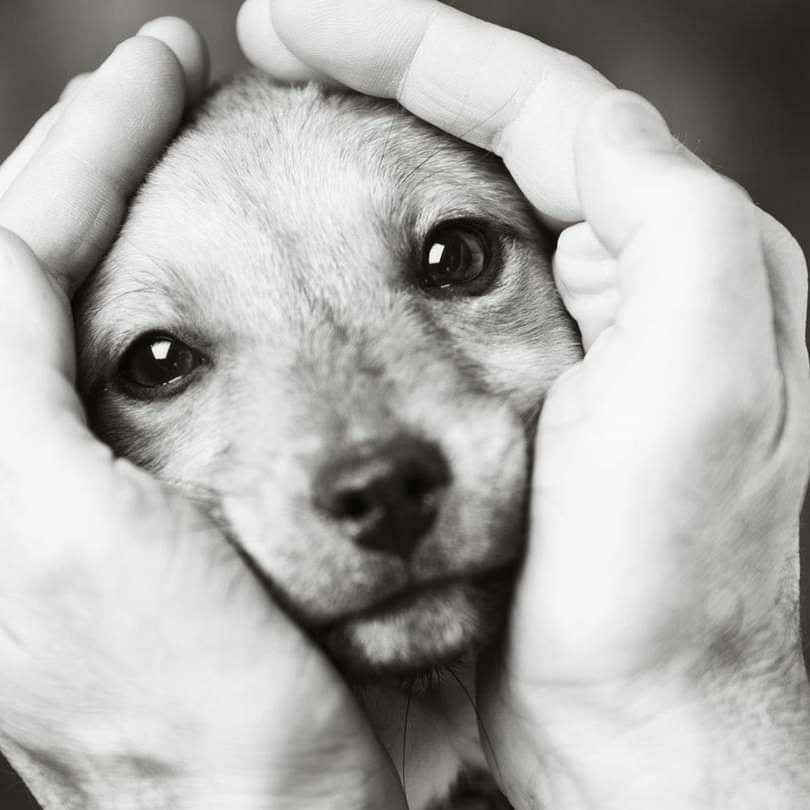 İnsan olmak zor iştir, vicdanlı olacaksın, ahlaklı olacaksın, adaletli olacaksın, sadece kendini değil tüm canlıları sevebilecek kadar güzel yürekli olacaksın... 
İnsan olmak zor iştir..
#YasayaHayırDe #YasayiGeriçek