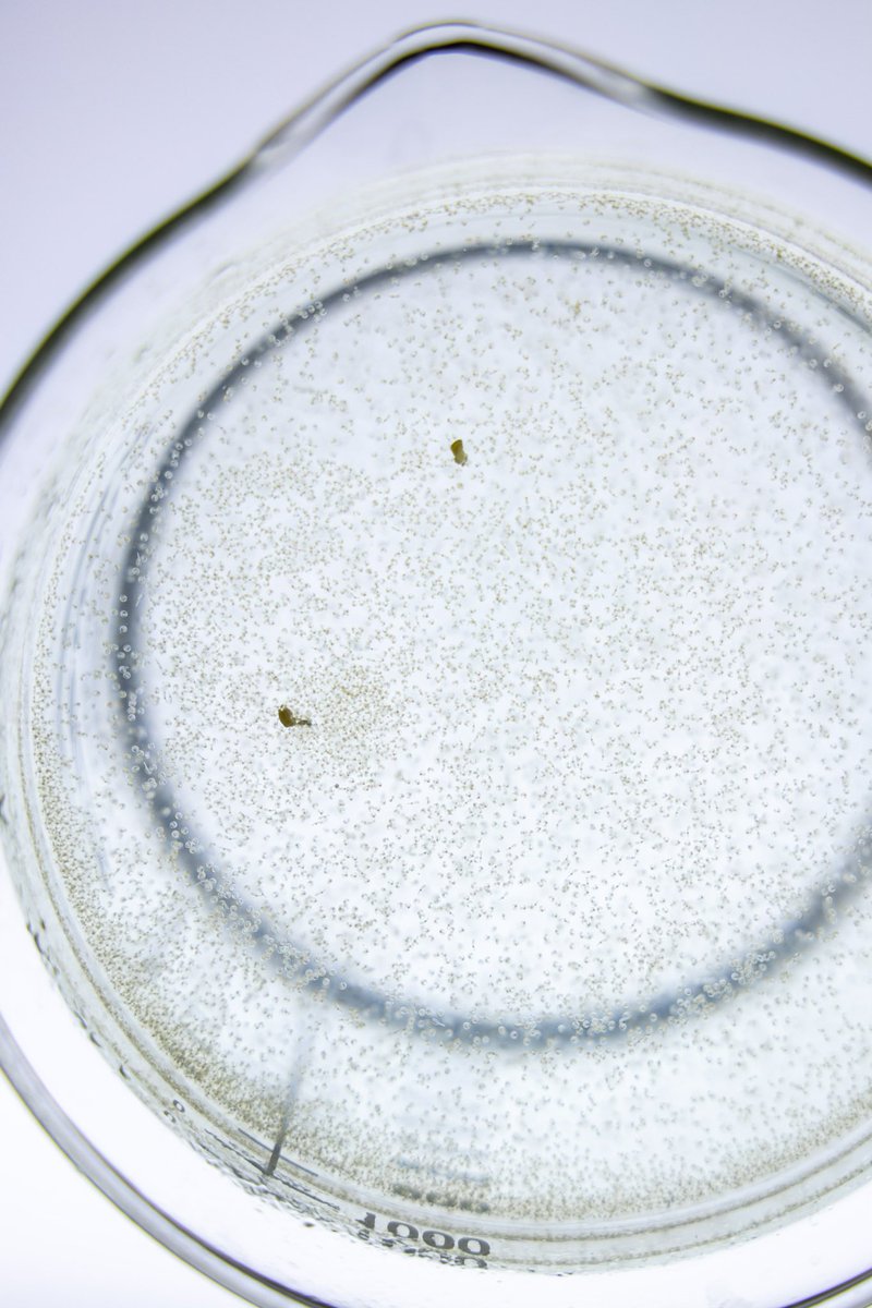 Nielsen Lab tweet media