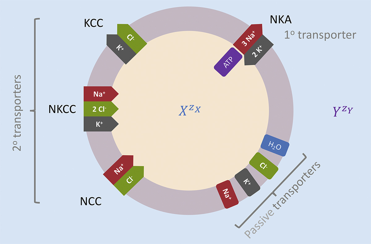 JGenPhysiol's tweet photo. Mathematical modeling of intracellular osmolarity and cell volume stabilization: The Donnan effect & ion transport. New study from Zahra Aminzare and Alan R. Kay @AlanRKay @uiowa: https://t.co/8rRYNEammF
#ComputationalBiology #Biophysics #CellularPhysiology #CellBiology https://t.co/OAk25OKuoZ
