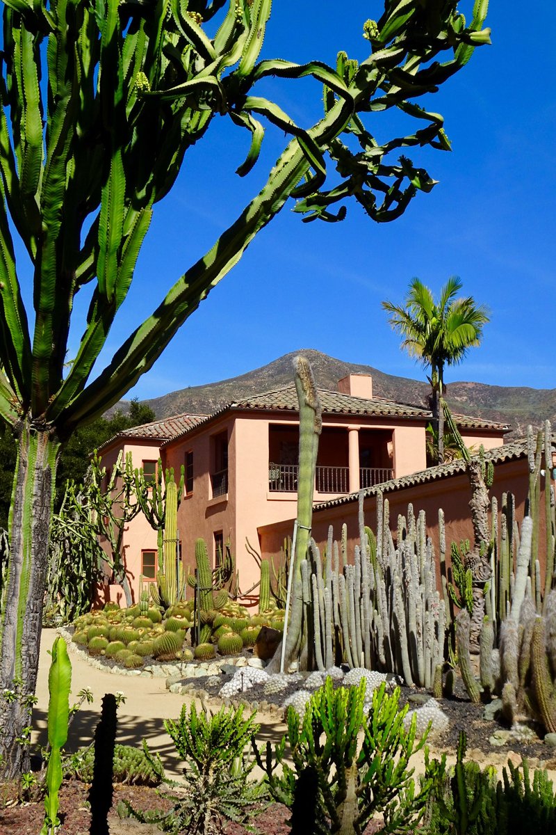 Pipa_Muc's tweet photo. Lotusland, Montecito, California 🇺🇸
#gardens #cactus #GardenersWorld https://t.co/r9e5kTTEgd