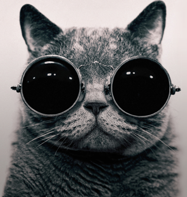 JbAlexander1's tweet photo. The Cat https://t.co/run3Mf85wL