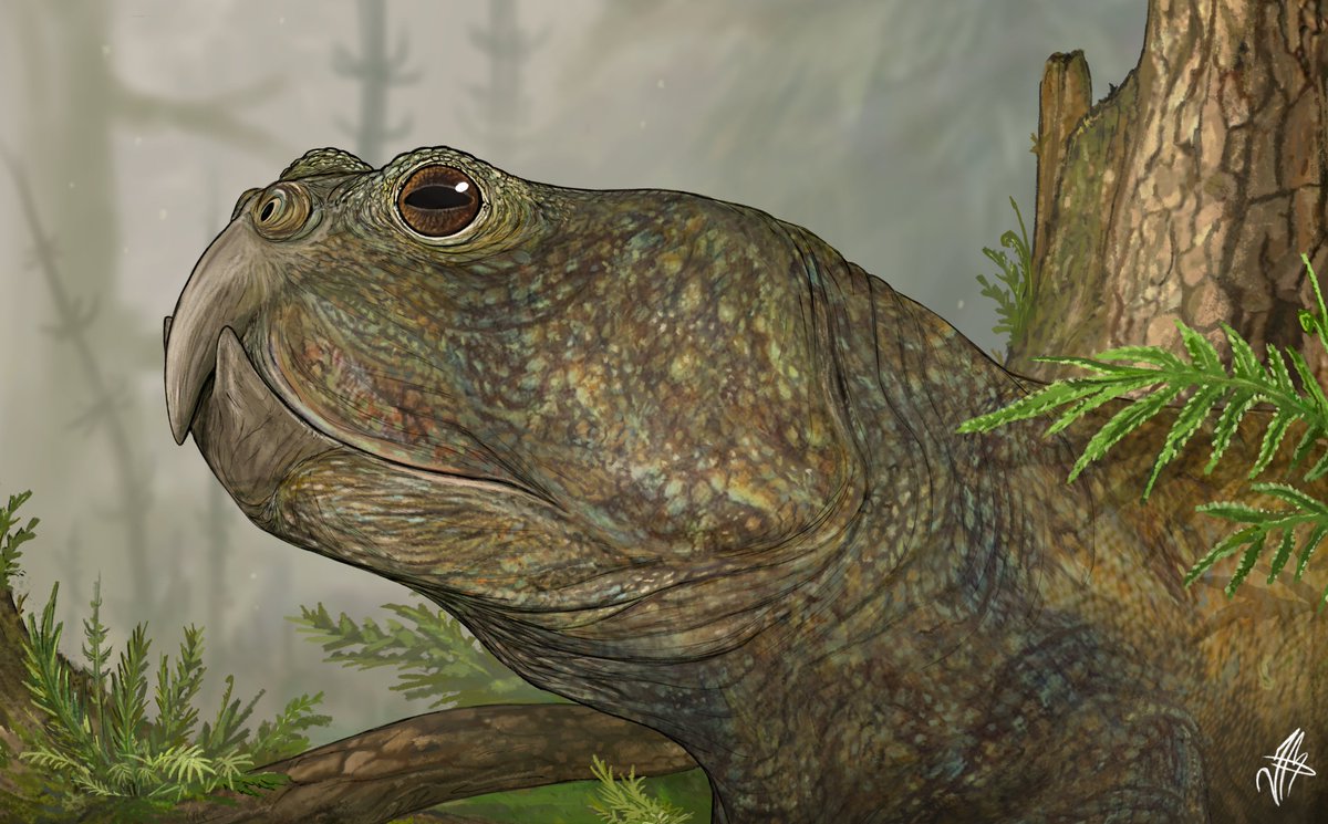 Mingau 🦃 tweet media