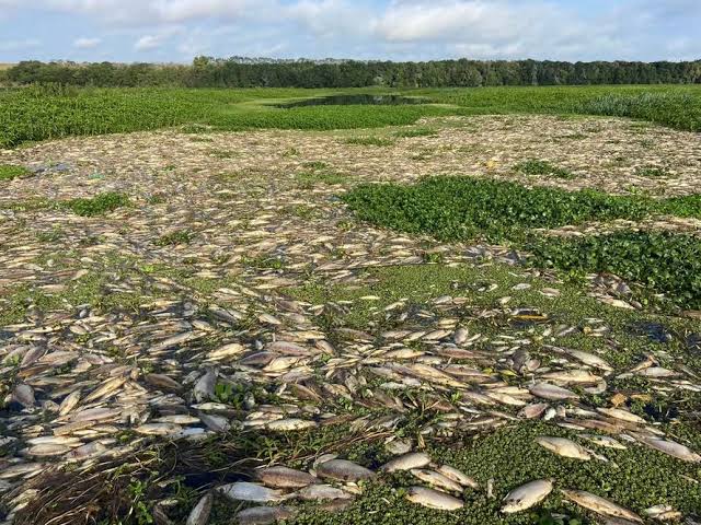 %name Desastre Ecológico en Tanqua: Toneladas de Peces Muertos