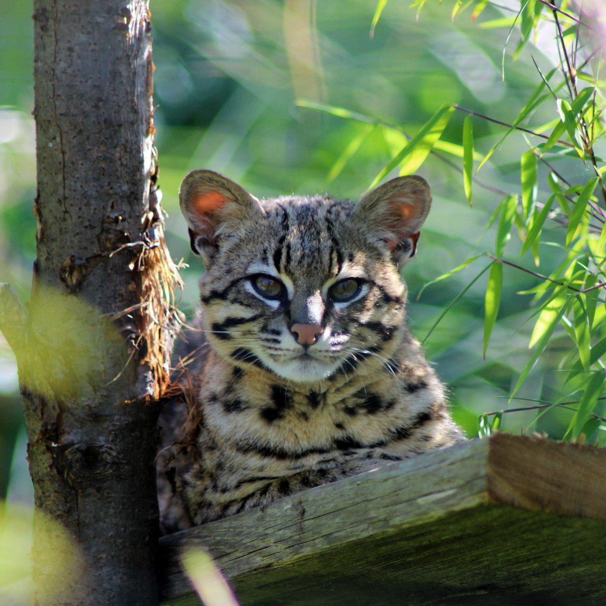🌞🦦 Plan the purr-fect summer holiday at the HCC! 🦥🐒

Bring the family for a wild adventure filled with amazing animal encounters, educational habitats, and exciting activities. From mischevious monkeys to awesome armadillos , there's something for everyone!