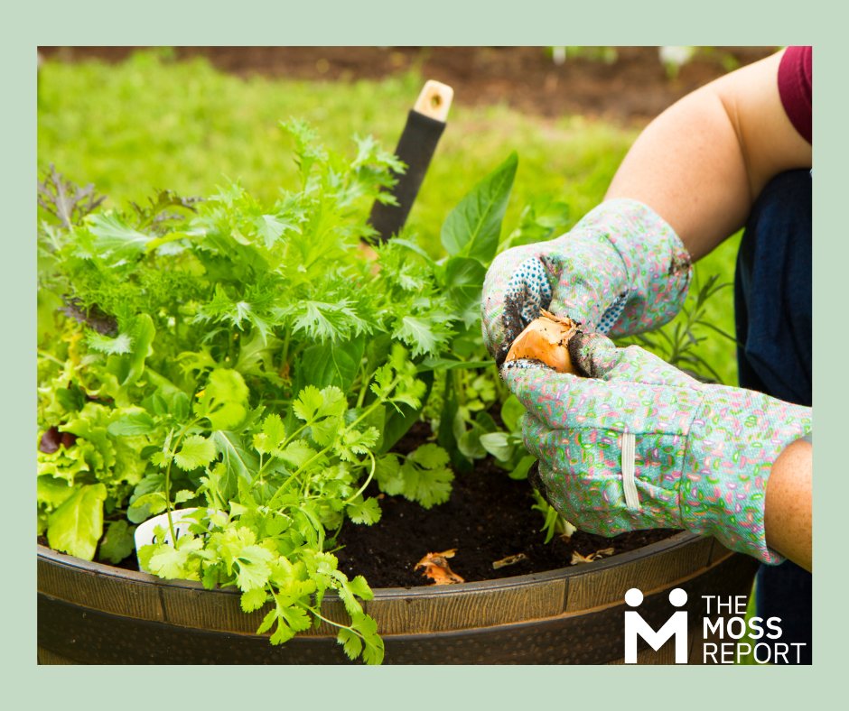 moss_report's tweet photo. Include these anticancer plants in your home garden: https://t.co/CpkQAvacYc https://t.co/64NRc7txgB