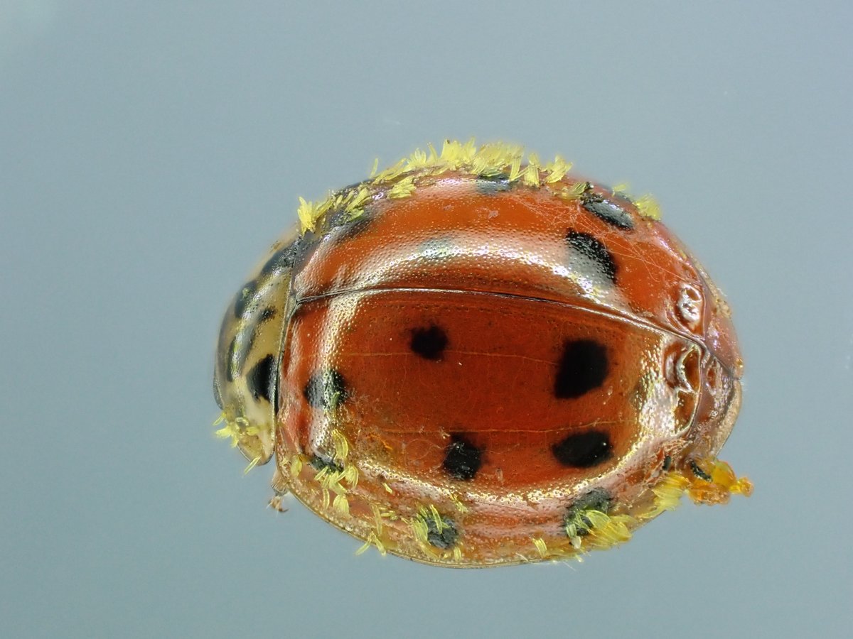 JaneVThomas's tweet photo. Another #laboulbenia infected beetle - a Harlequin Ladybird with what I assume is Hesperomyces virescens sl @dhaelewa . I have the specimen for you in alcohol. https://t.co/BhzsYbbzED