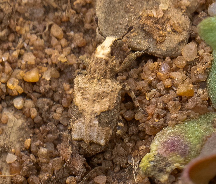 Wombourne Nature tweet media