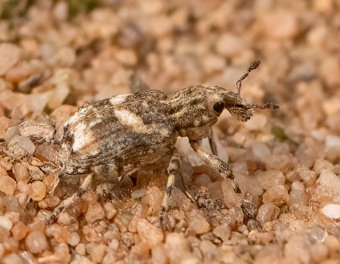 Wombourne Nature tweet media