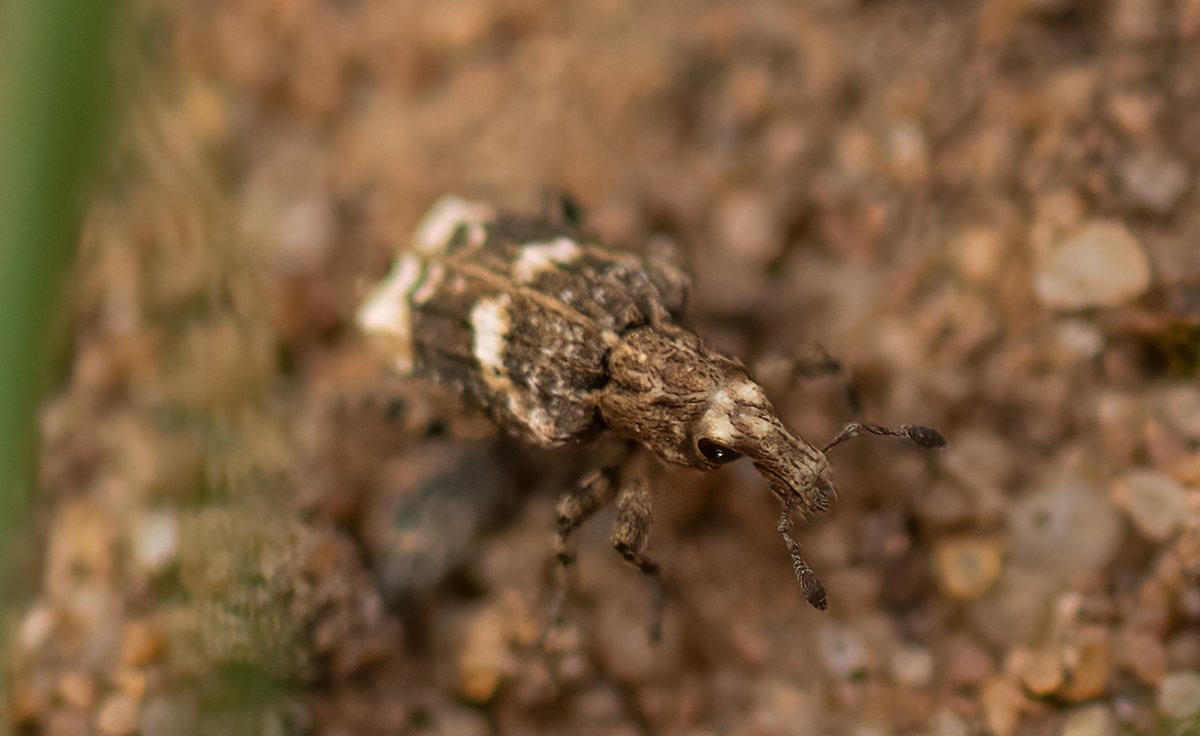 Wombourne Nature tweet media