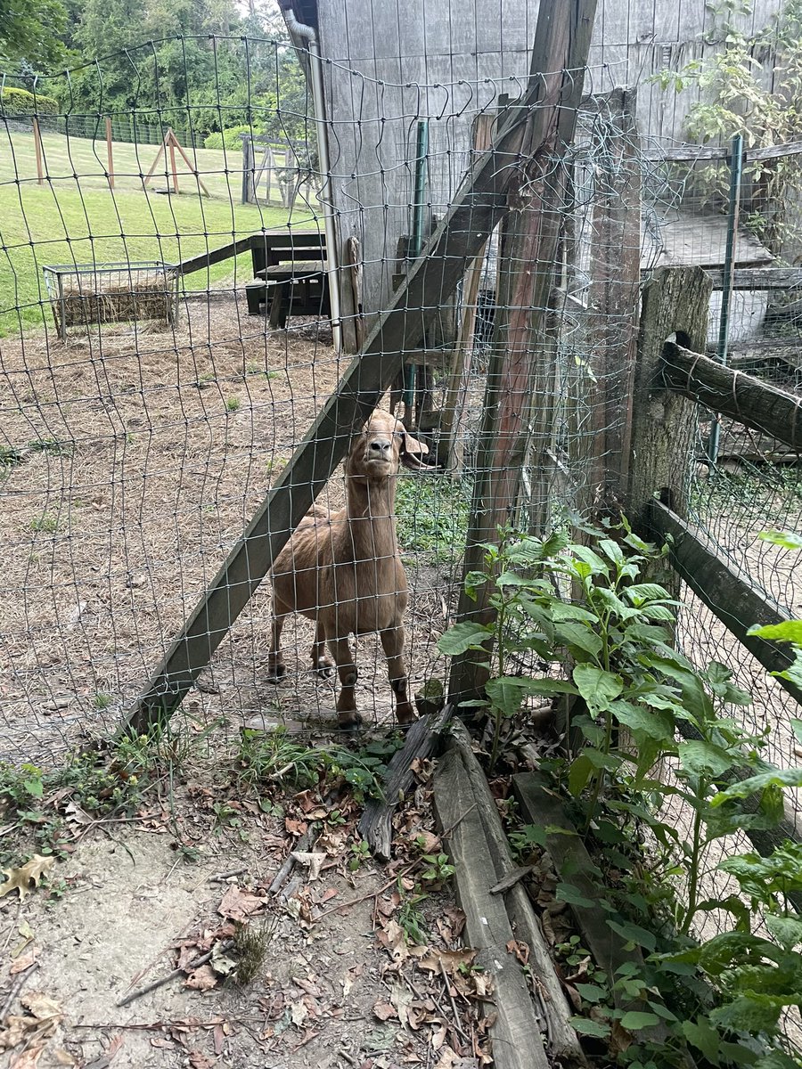 TheChubster101's tweet photo. been fucking with goats and other animals as of late, comment your favorite animal! 🐐 https://t.co/GlsSQyeAgD