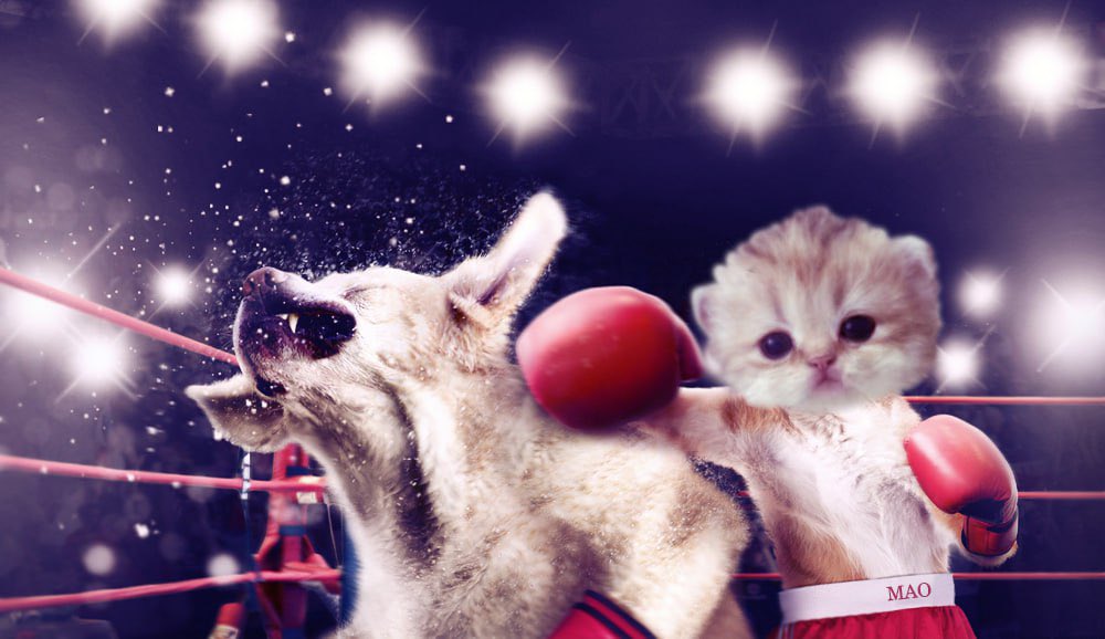 MAOcatonsolana's tweet image. Meta has already changed, cats will thrive.

mao.