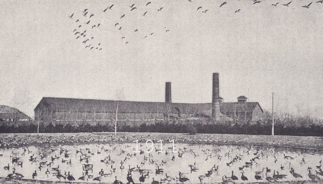 Post 3/3

Reflecting on the jump in avian visitors in the Spring of 1911, Jack wrote:
“The earth, the water and the heavens were literally alive with geese the fourth year.” (Jack, from “Jack Miner and the Birds”)
