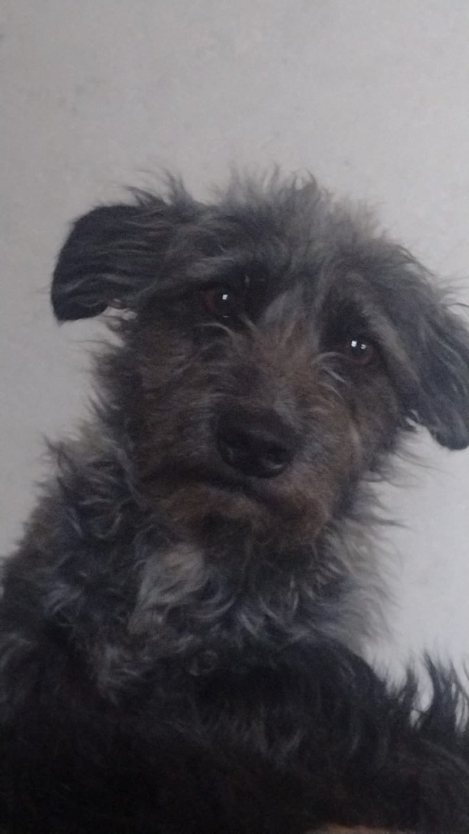 abogadaencdmex's tweet photo. QEPD mi frijol, te vamos a extrañar muchísimo y recuerda que nos volveremos a encontrar, fuiste leal y guardián de mi jardín…frijolito lindo 🐕‍🦺 https://t.co/azPydhrWEo
