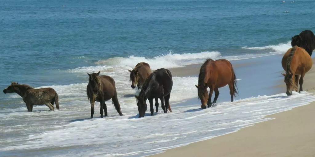 New @ucalgaryvetmed study uncovers life-sustaining microbiome secrets in wild horses, with far-reaching implications for animal, human, agricultural and environmental health bit.ly/3LUrzs9 #UCalgary
