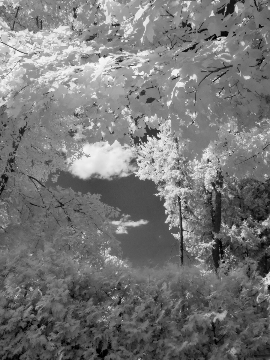 Summer Infrared Fun😎