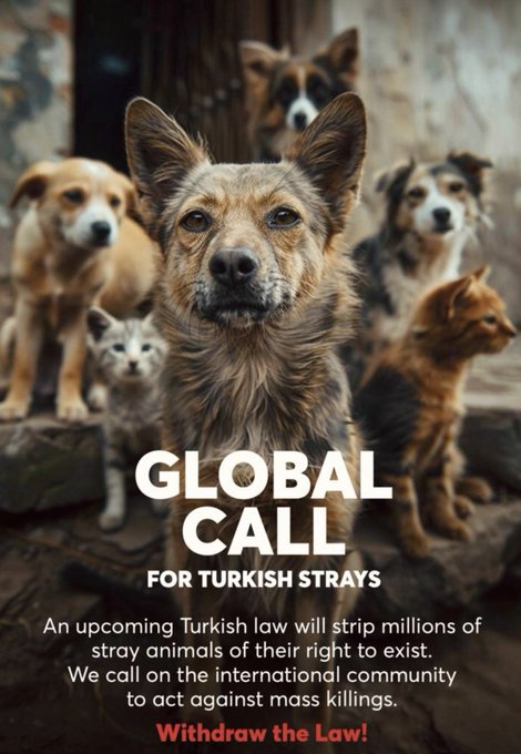 Caroleeenalala's tweet photo. Turkey seems to be moving toward a mass culling of dogs. The initial leaked proposal would have required strays to be rounded up, housed in shelters &amp; euthanized if not adopted within 30  days. Learn more here: https://t.co/hl61HY72s7 https://t.co/DGvuMFcTvO