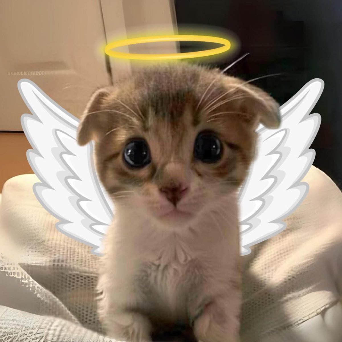 itsbaabo's tweet photo. Pump $trilly

Ticker of the month

Cutest cat on all of SOL, $BILLY vibes
