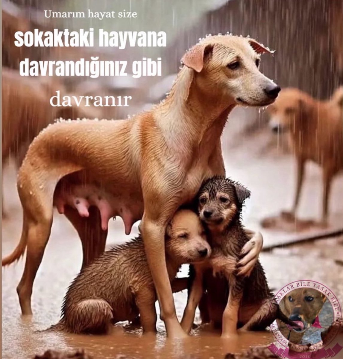 nese_ayyildiz's tweet photo. #YasayıGeriÇekKatliyamaHayır #YasayiGeriCek #HayvanKatliamıİstemiyoruz #Hayvanlaradokunmayın #SokakHayvanlariSahipsizDegildir #kanliyasayıgeriçek #SokakHayvanlarıKimsesizDeğil https://t.co/4tyDQb3bZx