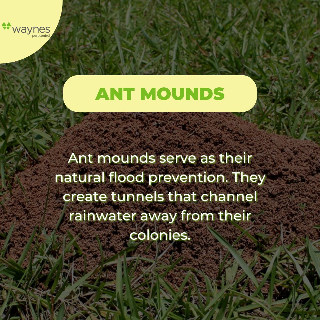 callwaynes's tweet photo. “Don’t let ants rain on your parade! 🌧️🐜 Swipe to discover how ants behave during rainy weather and how to keep them at bay.
#ant #antprevention #waynespestcontrol https://t.co/O9uNPJHWgn