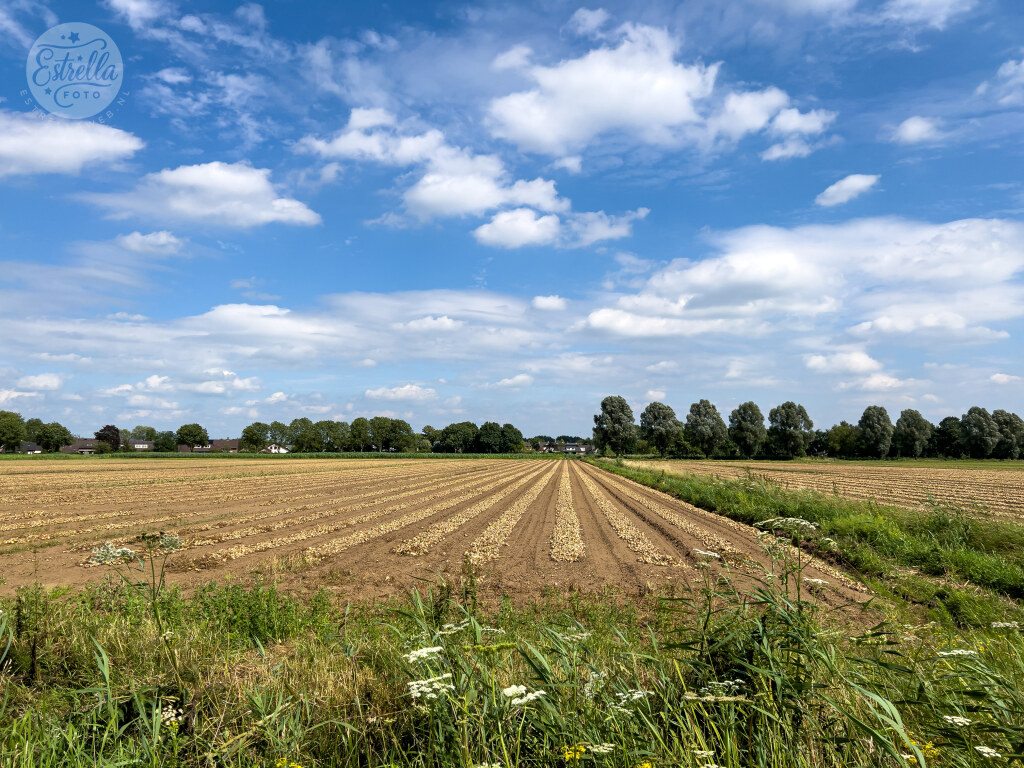 ByEstrella's tweet photo. Tot slot nog vier 'random' foto's. Een strakke akker in #Sleeuwijk, het #Bosman molentje wat vlak bij de Uitwijkse en Zandwijkse #molen staat, mooie #distels met een verdwaalde veer en de @merwedebruga27 vanachter 't geel (moest nog aan jou denken, @tonnieontour!) https://t.co/0Vp7An0sLe
