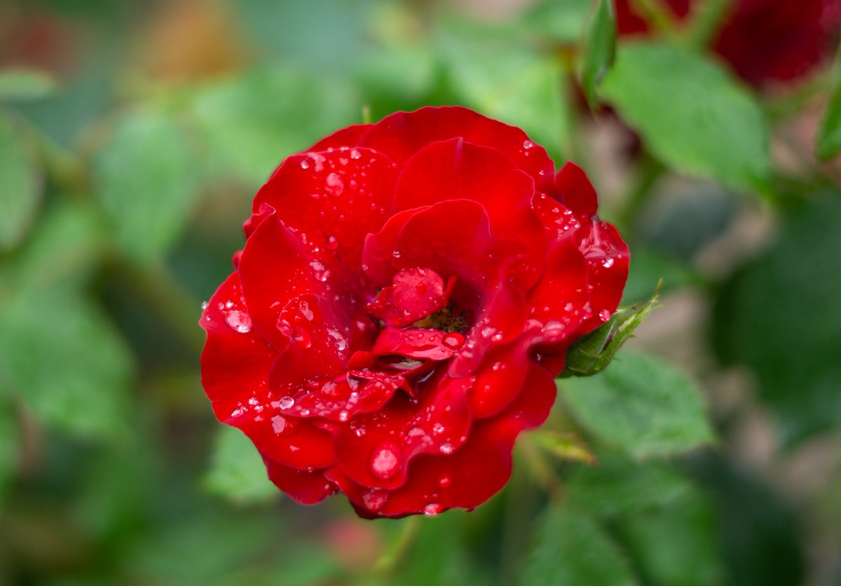 DorteHedengran's tweet photo. It's raining again - on the beautiful rose🌹
#Denmark #SonyAlpha #NaturePhotography #photooftheday #July22th #MondayVibes #MondayMood #Monday #Flowers #FlowerOfX #roses
📸Dorte Hedengran https://t.co/fvSI69TGi7
