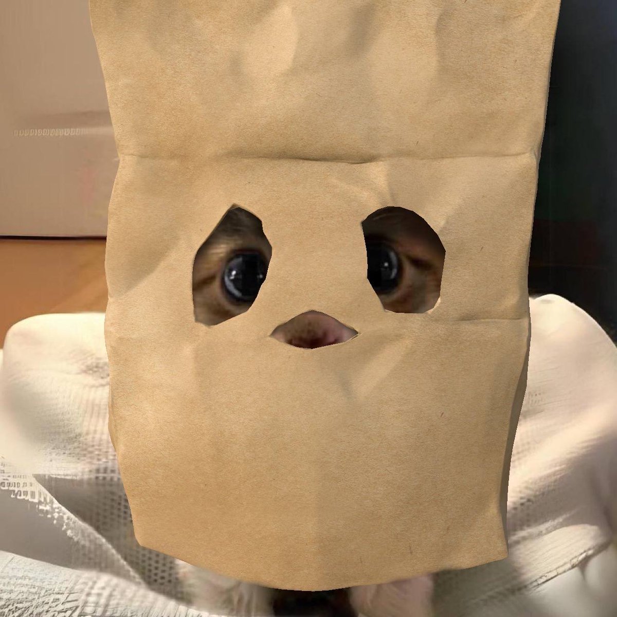 KittySmallsBIGI's tweet photo. @MrTcooks $trilly https://t.co/6LhjdCVYkn
